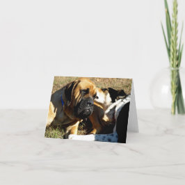 Border Collie With Nose in English Mastiff's Ohr Karte