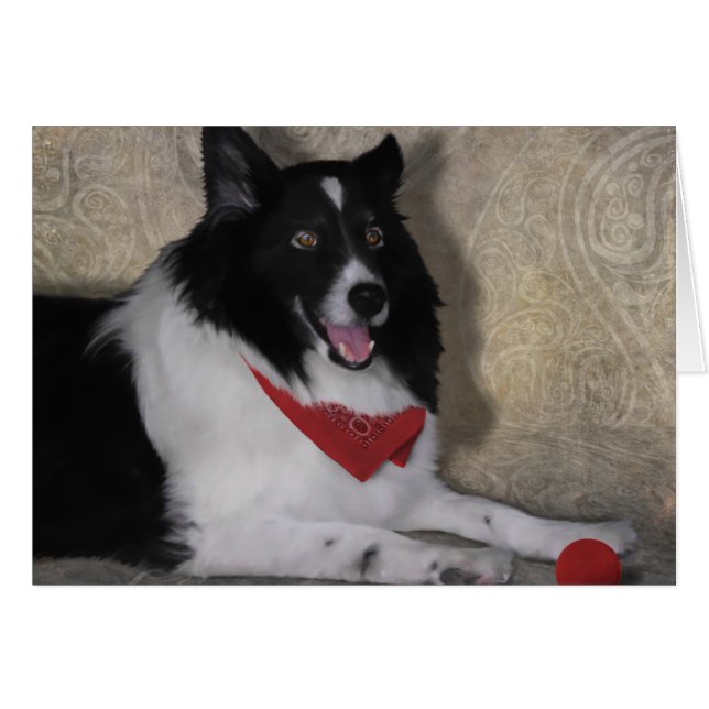 Border Collie "Wylie" (Vorderseite (Horizontal))