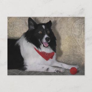 Border Collie "Wylie" Postkarte