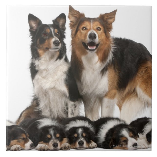 Border-Colliefamilie Fliese (Vorderseite)