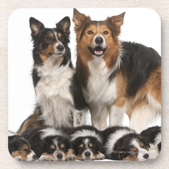 Border-Colliefamilie Untersetzer (Vorderseite)