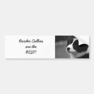 Border Collies are the BEST! Autoaufkleber