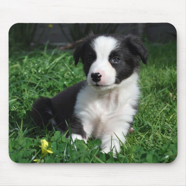 Border-Colliewelpe Mousepad (Vorne)
