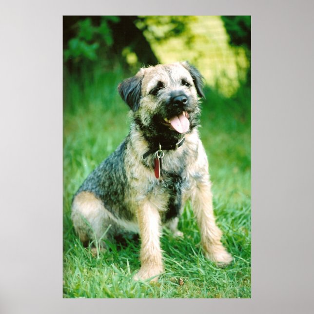 Border Terrier Poster (Vorne)