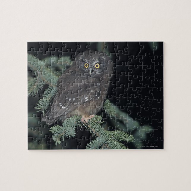 Boreal Owl auf Branch Puzzle (Horizontal)