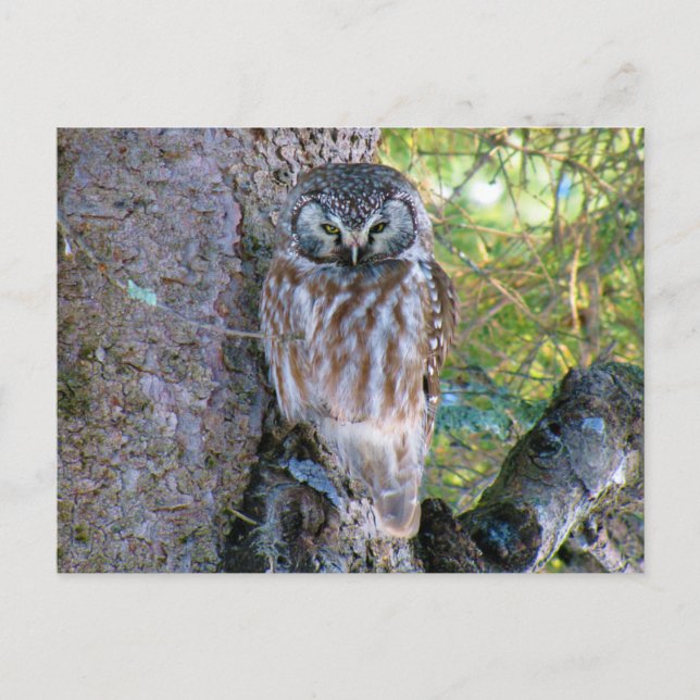 Boreal Owl Closeup Foto Postkarte (Vorderseite)