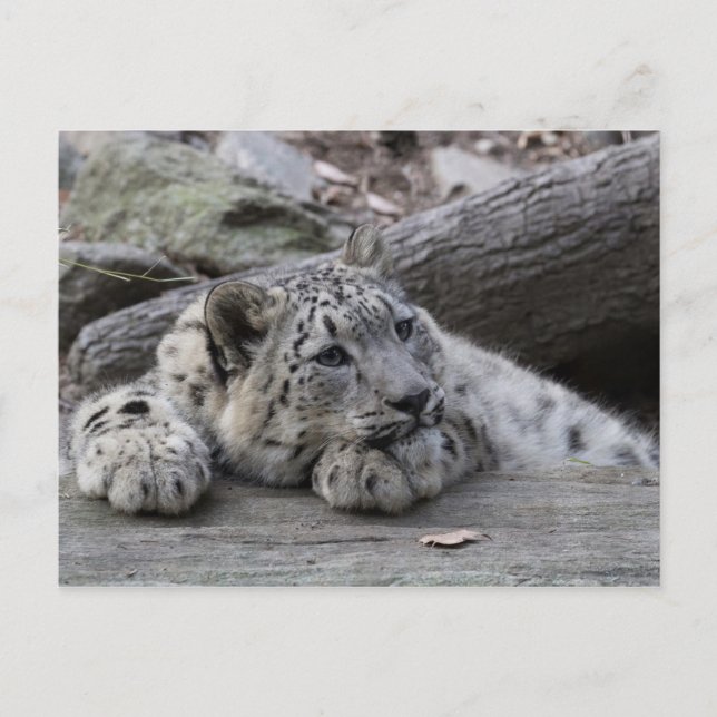 Bored Snow Leopard Cub Postkarte (Vorderseite)