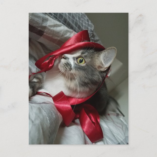 Boris, die Niedliche Nubber Kitty Postcard Postkarte (Vorderseite)