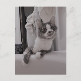 Boris, die Niedliche Nubber Kitty Postcard Postkarte