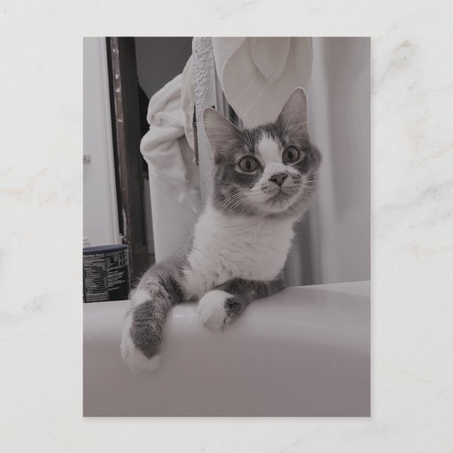 Boris, die Niedliche Nubber Kitty Postcard Postkarte (Vorderseite)