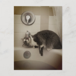 Boris, die Niedliche Nubber Kitty Postcard Postkarte