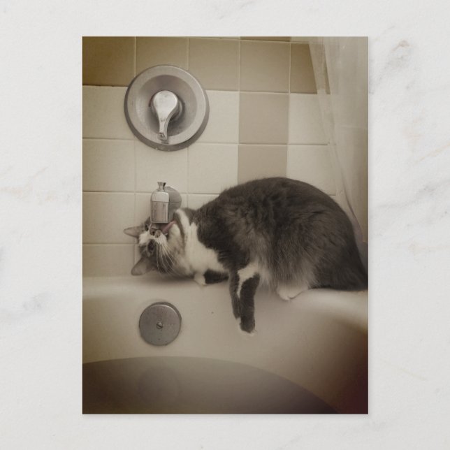 Boris, die Niedliche Nubber Kitty Postcard Postkarte (Vorderseite)