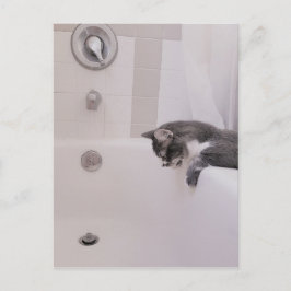 Boris, die Niedliche Nubber Kitty Postcard Postkarte