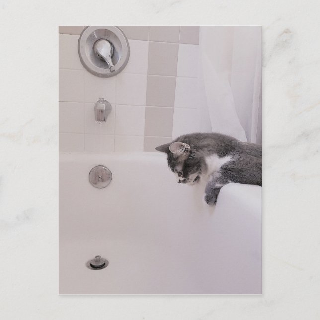 Boris, die Niedliche Nubber Kitty Postcard Postkarte (Vorderseite)