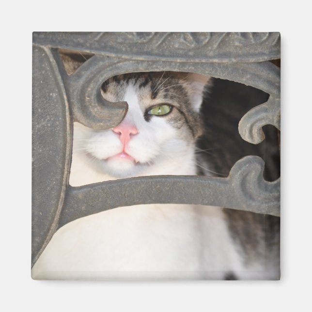 Boris Kitty Magnet (Vorne)