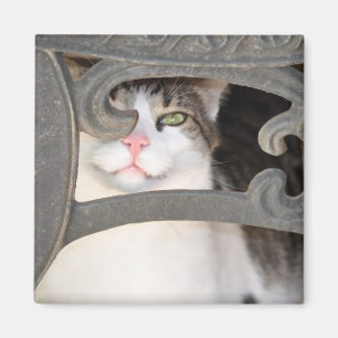 Boris-Miezekatze-Magnet Magnet