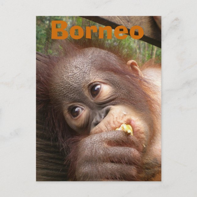 Borneo Baby Orangutan Postkarte (Vorderseite)