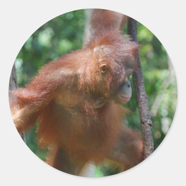 Borneo Great Ape Orangutan Runder Aufkleber (Vorderseite)