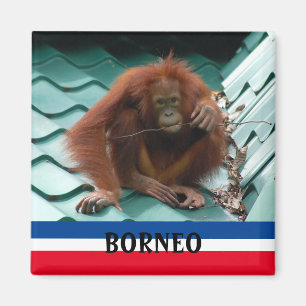 Borneo Niedlich Orangutan Sepilok Magnet