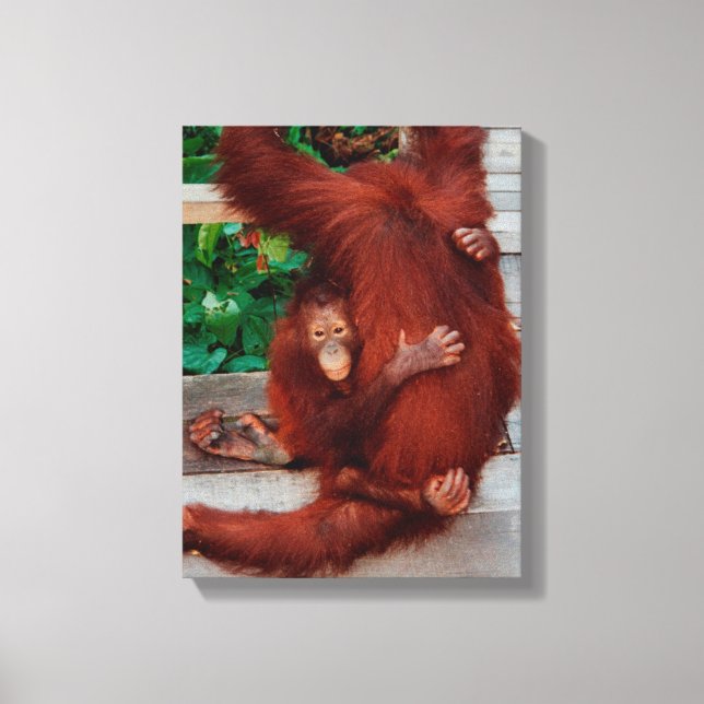 Borneo-Orang-Utan Leinwanddruck (Vorderseite)