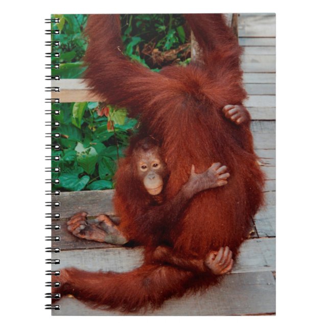 Borneo-Orang-Utan Notizblock (Vorderseite)