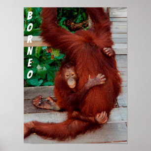 Borneo-Orang-Utan Poster