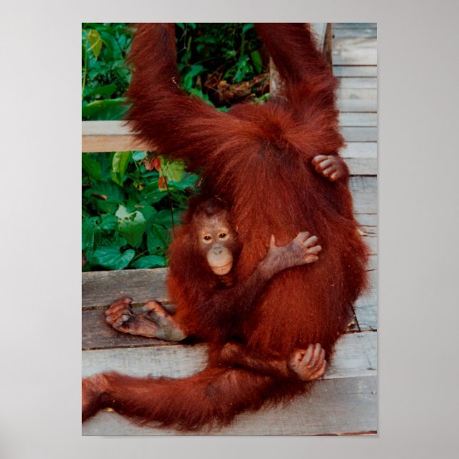 Borneo-Orang-Utan Poster (Vorne)