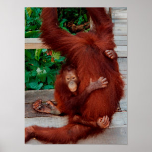Borneo-Orang-Utan Poster