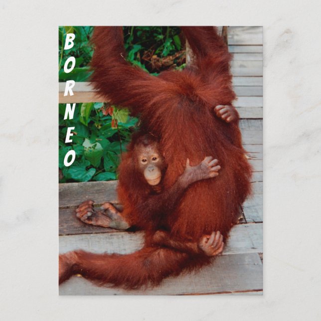 Borneo-Orang-Utan Postkarte (Vorderseite)
