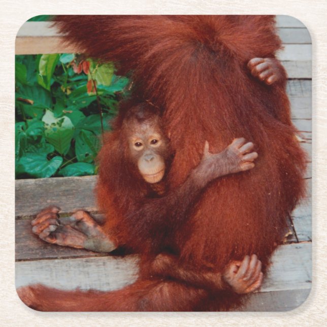 Borneo-Orang-Utan Rechteckiger Pappuntersetzer (Vorderseite)