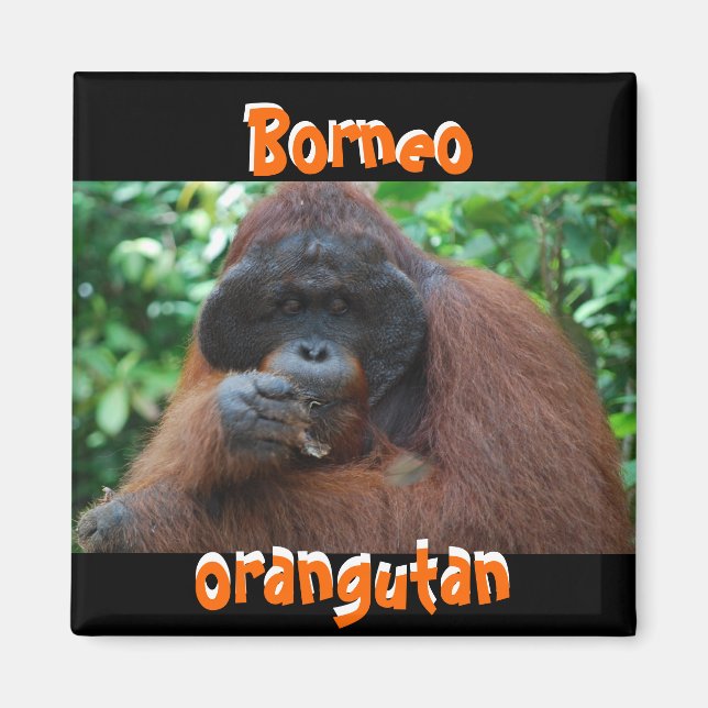 Borneo Orangutan Male in Dschungel Magnet (Vorne)