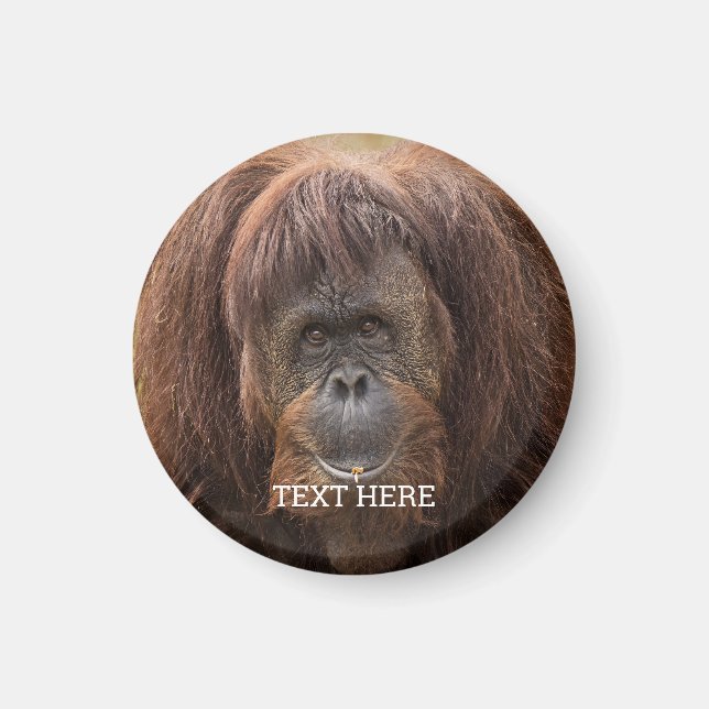 Borneo Orangutan Schöne Fotografie Magnet (Vorne)