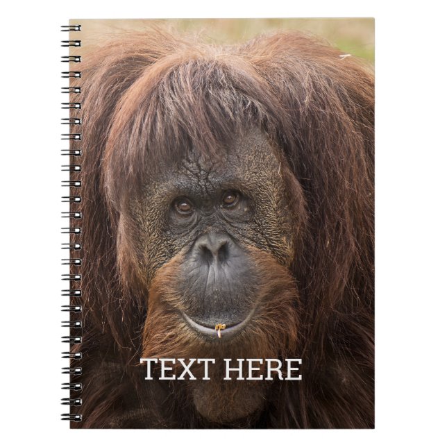 Borneo Orangutan Schöne Fotografie Notizblock (Vorderseite)