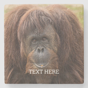 Borneo Orangutan Schöne Fotografie Steinuntersetzer