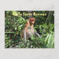 Borneo Proboscis Monkey Indonesia Wildlife