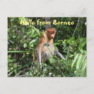 Borneo Proboscis Monkey Indonesia Wildlife Postkarte