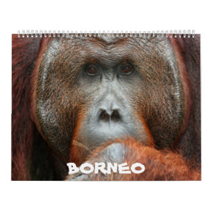 Borneo-Regenwald-Kalender Kalender