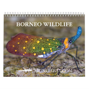 Borneo-Regenwald-Tier-Kalender Kalender