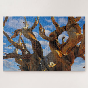 Borstenkiefer Puzzle
