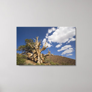 Borstenzapfenkiefer im Ancient Bristlecone Forest, Leinwanddruck
