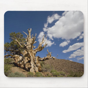 Borstige Kiefer im Ancient Bristlecone Forest, Mousepad
