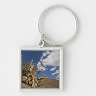 Borstige Kiefer im Ancient Bristlecone Forest, Schlüsselanhänger
