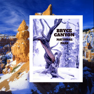 Borstige Kiefer im Winter Schnee Bryce Canyon Postkarte