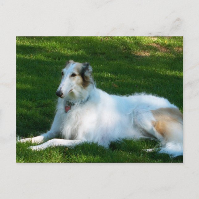"Borzoi" Dog Fotografie Postkarte (Vorderseite)