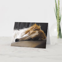 Borzoi im Slumber