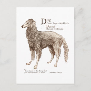 Borzoi - Nüsse Postkarte