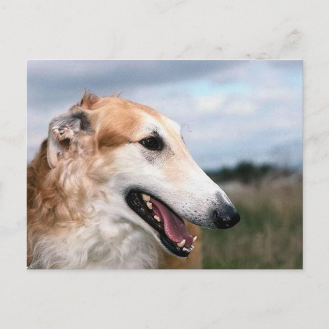 Borzoi Postkarte (Vorderseite)