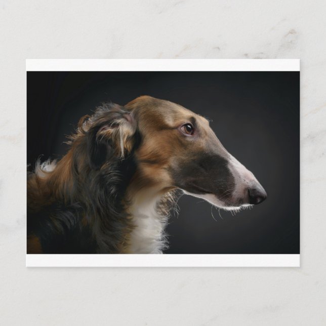 Borzoi Postkarte (Vorderseite)