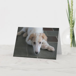 Borzoi Puppy Dog Fotografy Greeting Card Karte