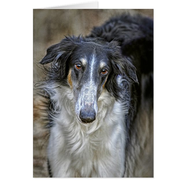 Borzoi-Rettungs-Hund (Vorne)